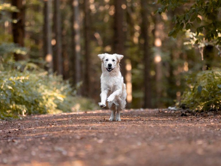 Vertrauenshunde Spaß am Hundetraining Golden Retriever Hundetraining Wald