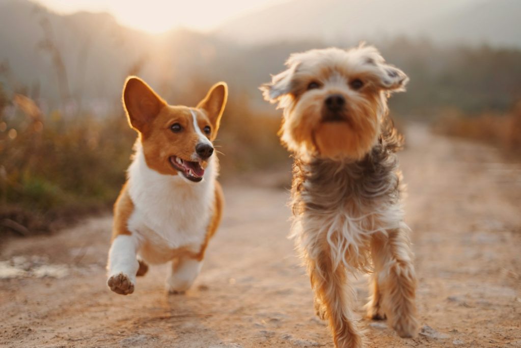 Vertrauenshunde - zwei kleine Hunde rennen und spielen