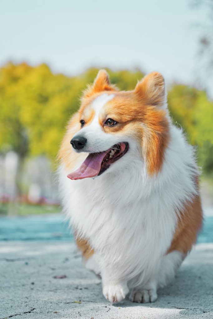 Vertrauenshunde - ein hechelnder Hund im Training